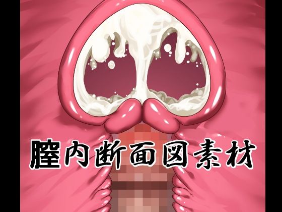 膣内断面図素材