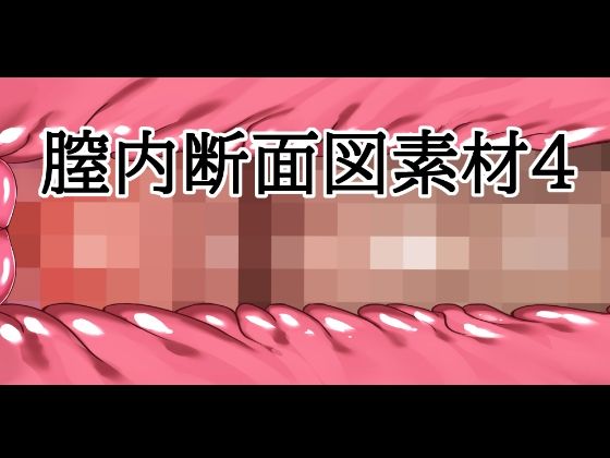 膣内断面図素材4