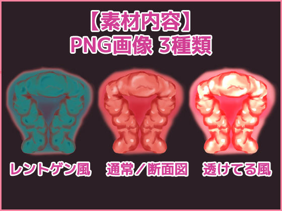 子宮（断面図）のイラスト画像素材〜商用成人利用OKの著作権フリー サンプル1ページ目