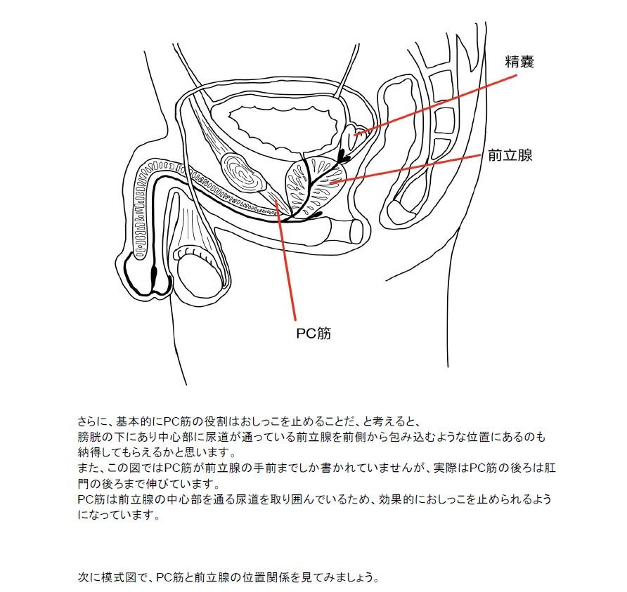 【医学生監修/図解解説PDF入】脳に快感を刻み込む甘々乳首＆前立腺開発 後戻りできない一ヶ月間甘マゾ メスイキトレーニング サンプル4ページ目